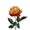 Rosa ramo h66cm Orange