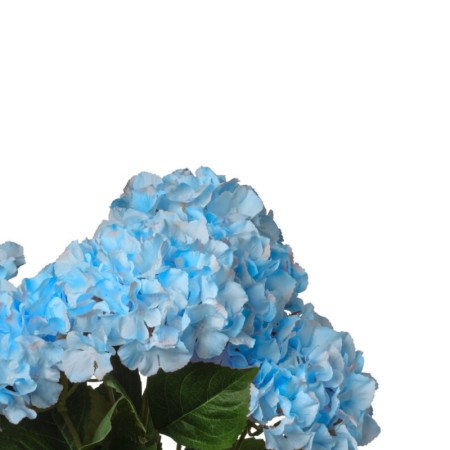 Ortensia bouquet h 60cm Blue
