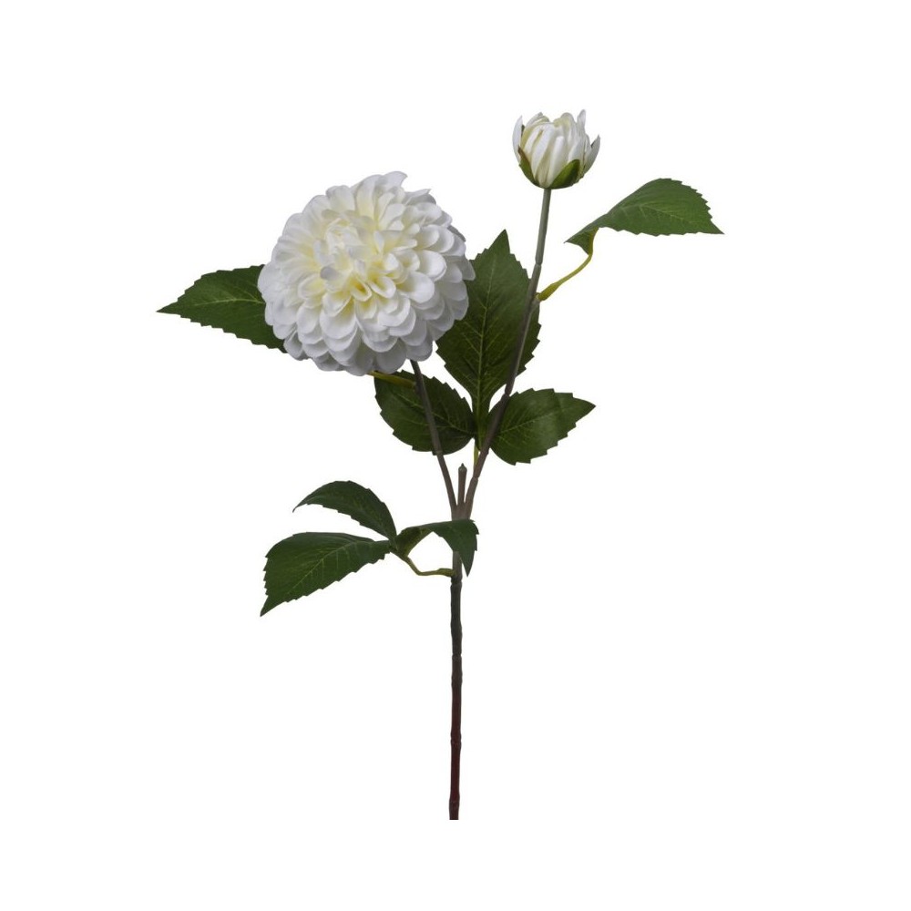 Zinnia ramo h60cm Cream
